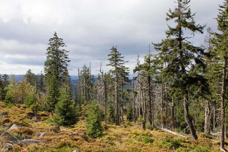 Karger Baumbewuchs in 1000 Meter H&ouml;he.