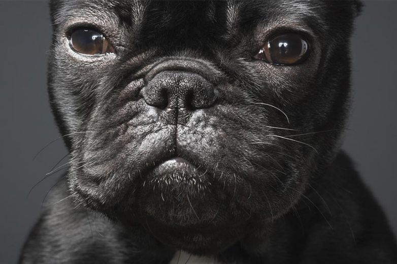 Tim Flach - "Hunde. Ein Bildband". 