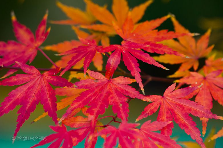 Japanischer F&auml;cherahorn (Herbstf&auml;rbung)