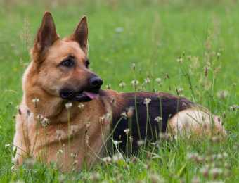 Hundeportraits